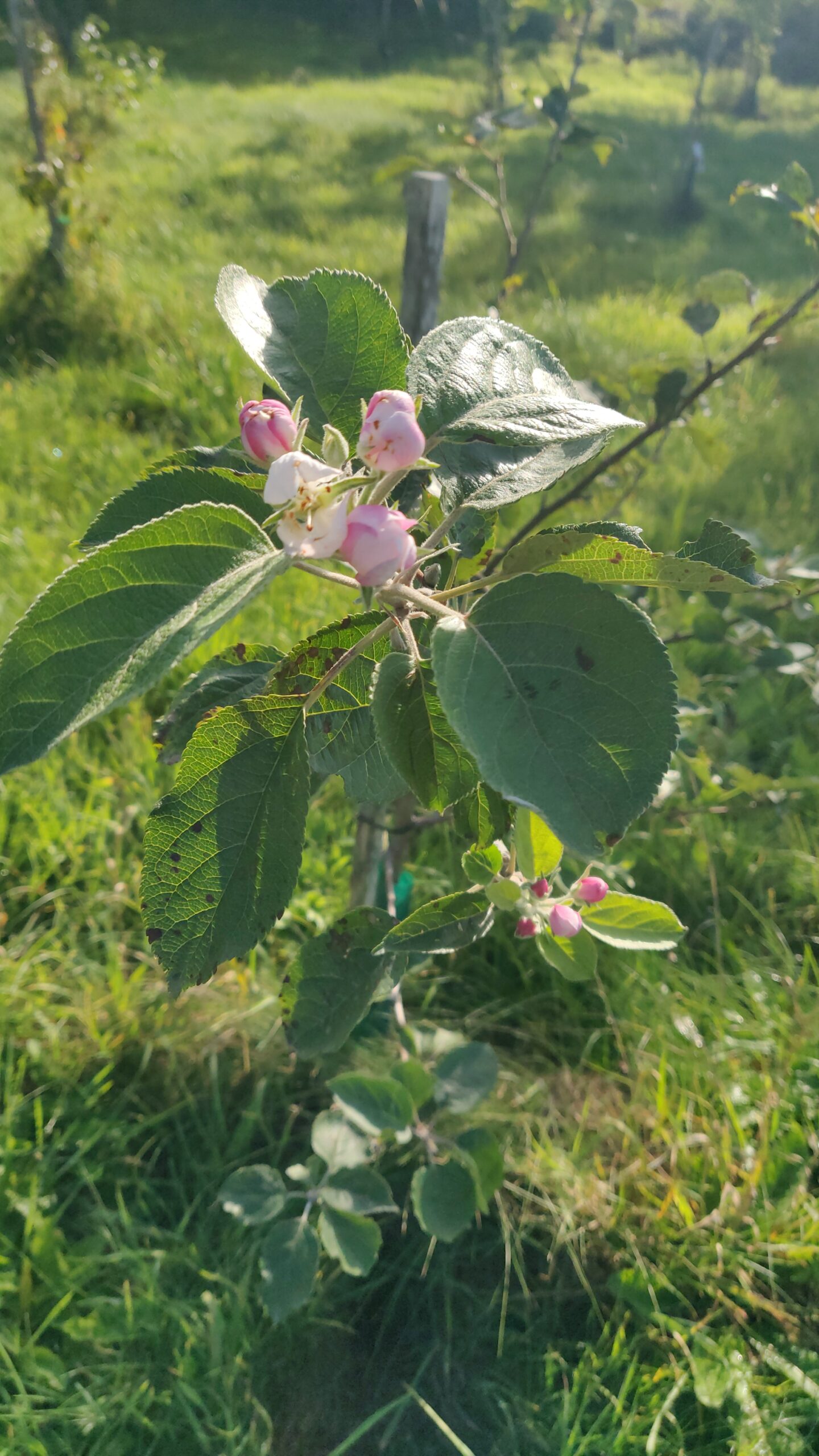 Teknologiforståelse